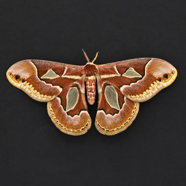 Real Saturn moth framed taxidermy - Rothschildia jacobaeae - female - Victorian mount