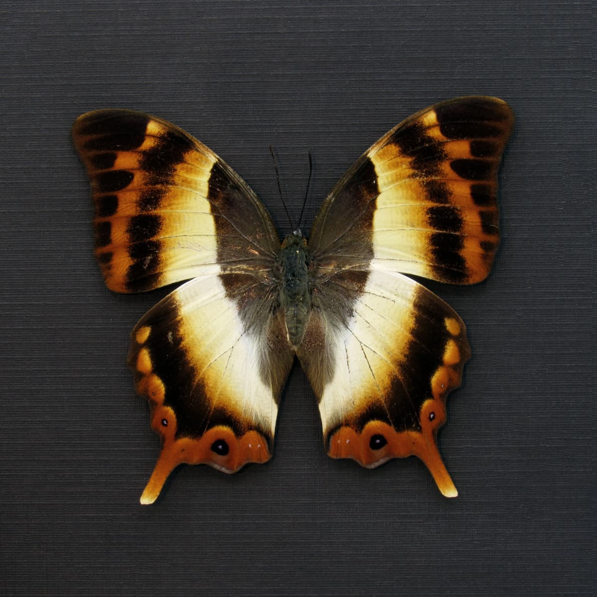 Rare female White Banded Palla butterfly framed taxidermy - Palla decius