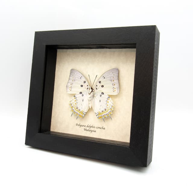 Real Jewel Nawab butterfly framed taxidermy - Polyura delphis concha