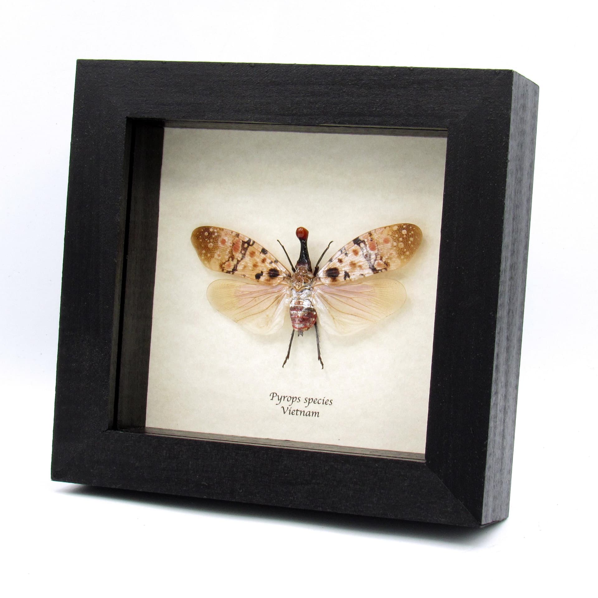 Rare red nosed Lanternfly framed taxidermy - Pyrops species