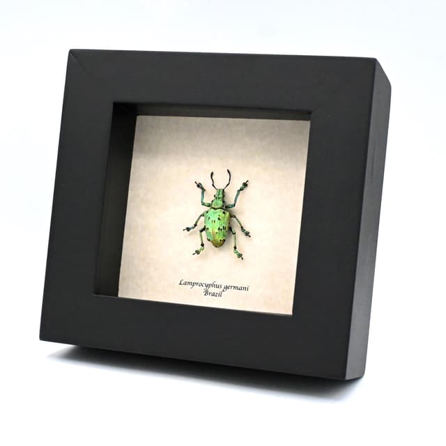 Rare glitter Weevil beetle framed taxidermy - Lamprocyphus germani