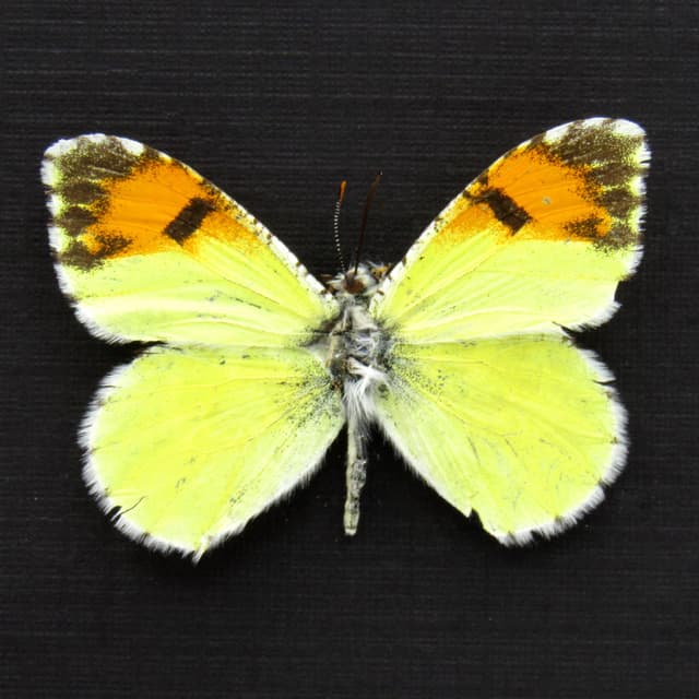 Real tiny Orange-tip butterfly framed taxidermy - Anthocharis pima