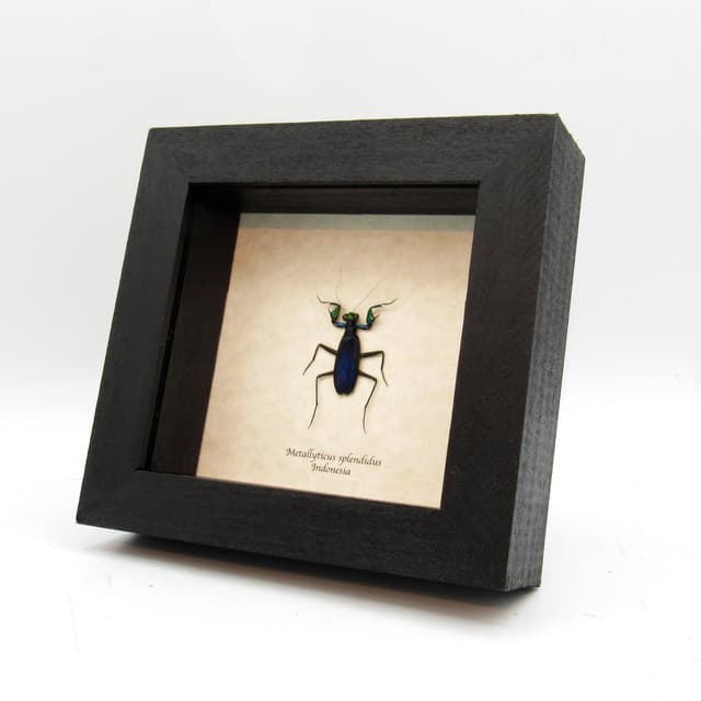 Real metallic mantis framed taxidermy - Metallyticus splendidus - female