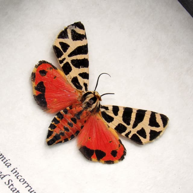 Rare Tiger moth framed taxidermy - Grammia incorrupta - red form