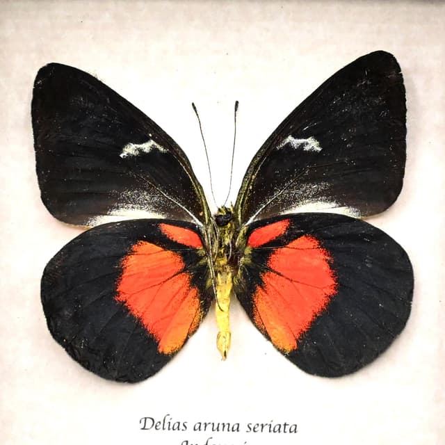 Rare black and red Delias butterfly framed taxidermy - Delias aruna seriata