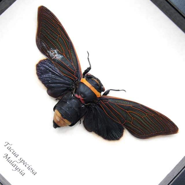 Rare XL Giant Black Rainforest Cicada framed taxidermy - Tacua speciosa -