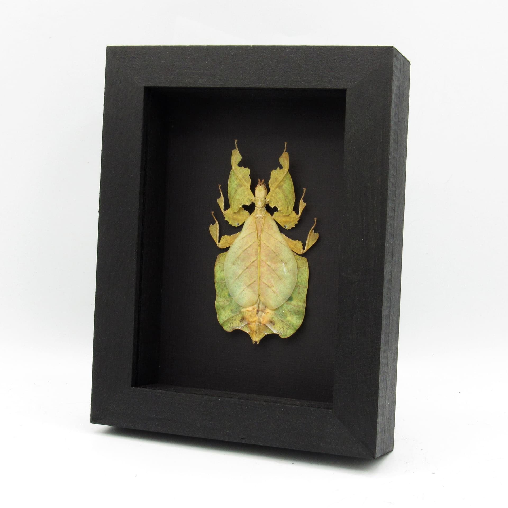 Rare yellow/green Walking Leaf bug framed taxidermy - Phyllium pulchrifolium
