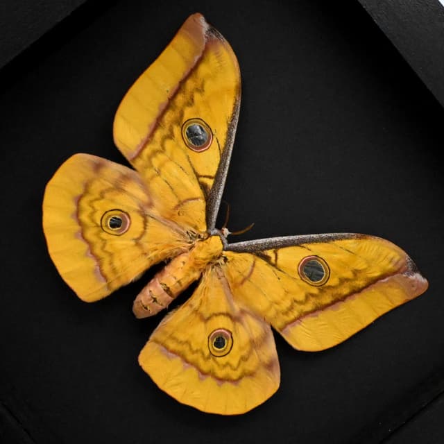 Real Giant Saturn moth framed taxidermy - Antheraea frithi - large female
