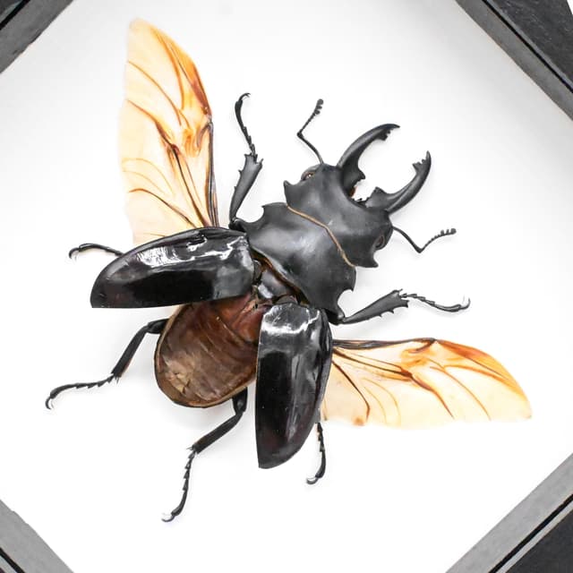 Real large Stag beetle framed taxidermy - Odontolabis bellicosa - large specimen