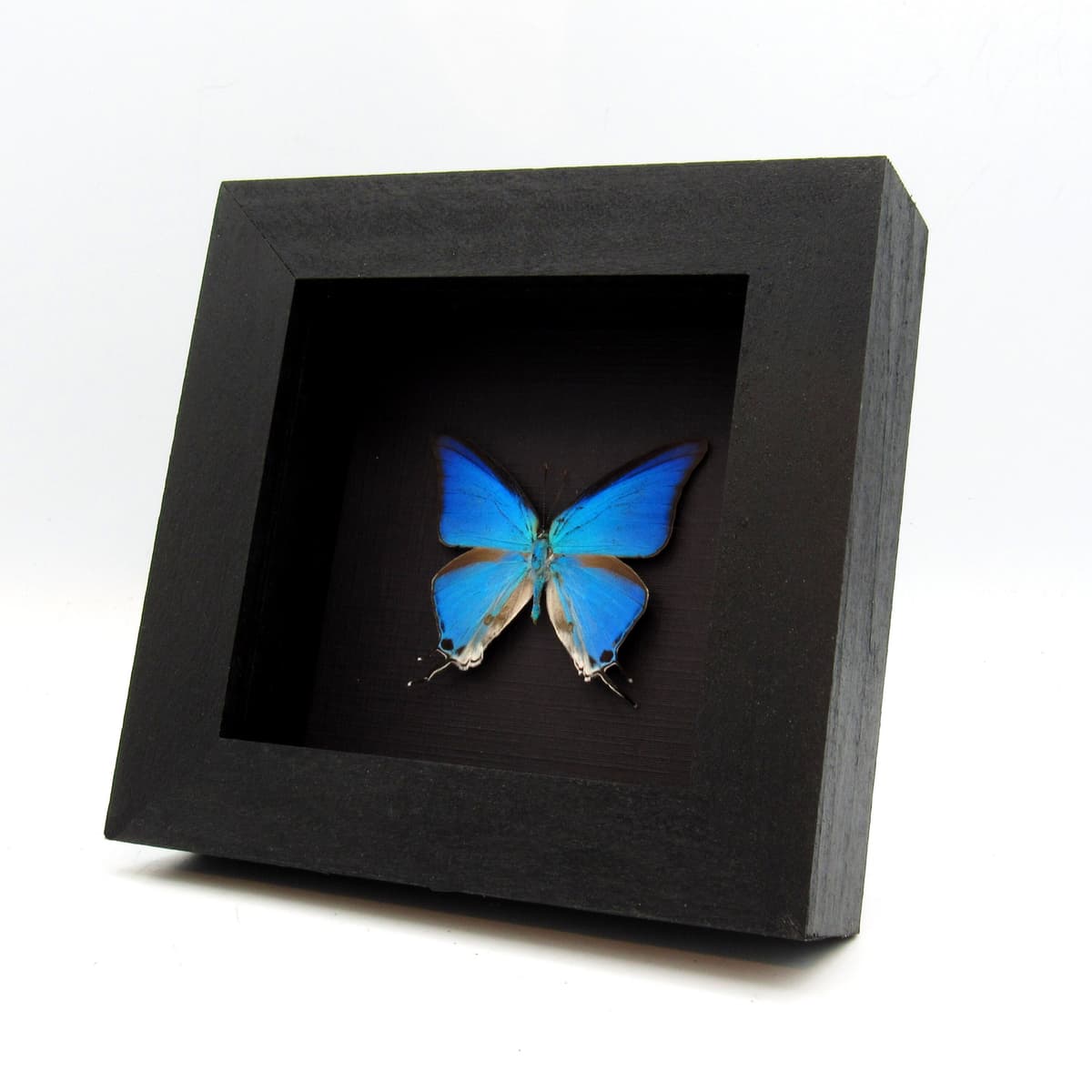 Real blue butterfly framed taxidermy - Pseudolycaena marsyas