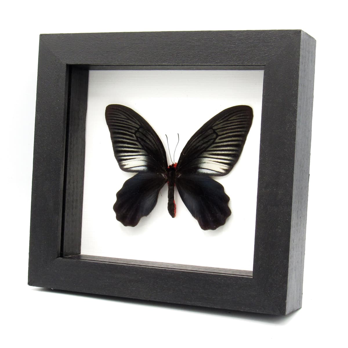 Real Black Batwing butterfly framed taxidermy - Atrophaneura varuna