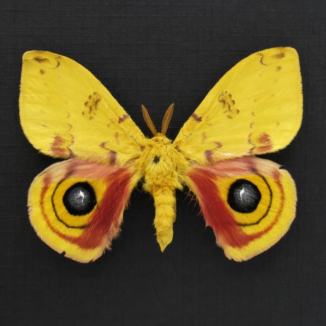 Real yellow Io moth framed taxidermy - Automeris io