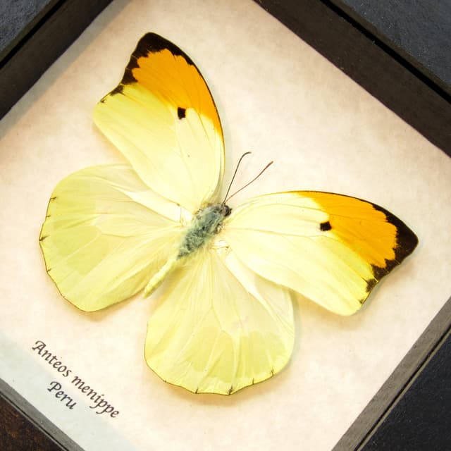 Real yellow Orange Tip butterfly framed taxidermy - Anteos menippe