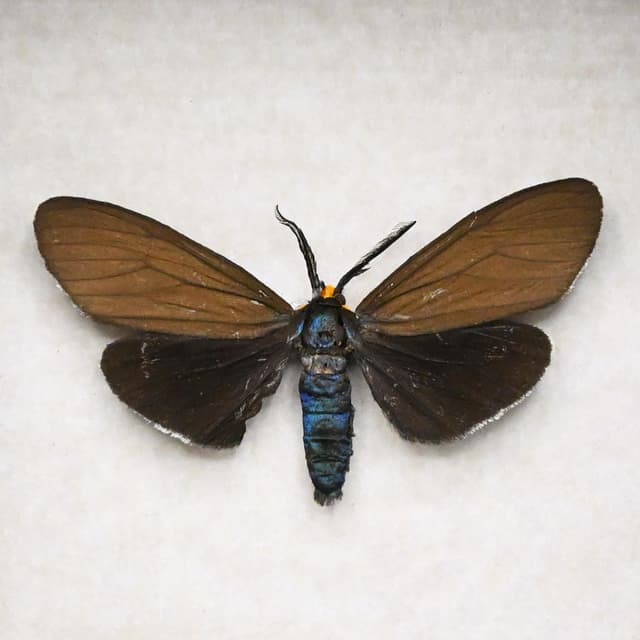 Real black Virginia Ctenucha moth framed taxidermy - Ctenucha virginica