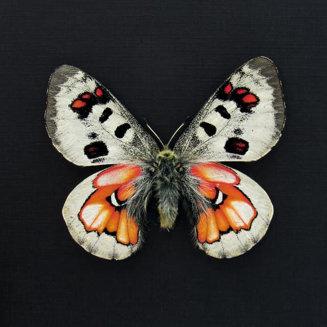 Very rare Hybrid Snow Apollo butterfly framed taxidermy - Parnassius wiskotti - large female