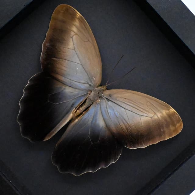 Real Giant Owl Butterfly framed taxidermy - Caligo eurilochus livius - 6.25 inch wingspan