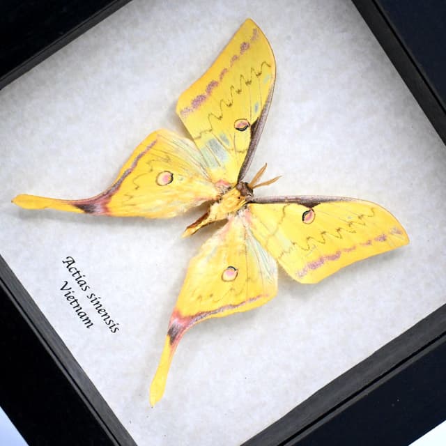 Real Golden Moon moth framed taxidermy - Actias sinensis