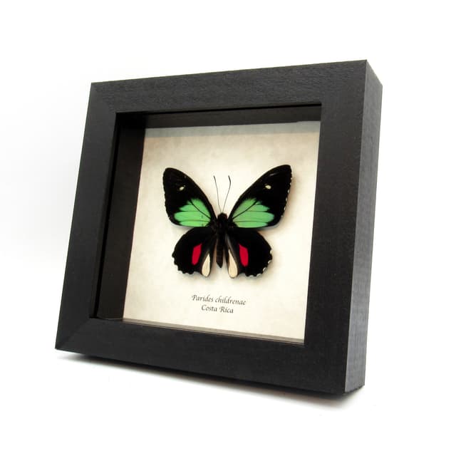 Rare green Cattleheart butterfly framed taxidermy - Parides childrenae