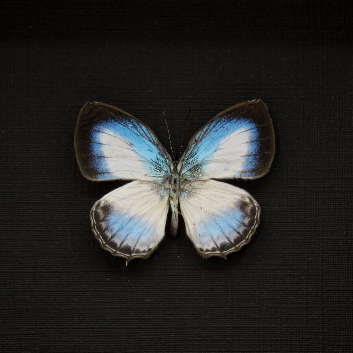 Real framed taxidermy tiny blue butterfly taxidermy - Danis species