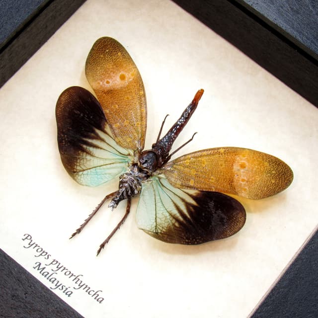 Real blue Lanternfly framed taxidermy - Pyrops pyrorhyncha