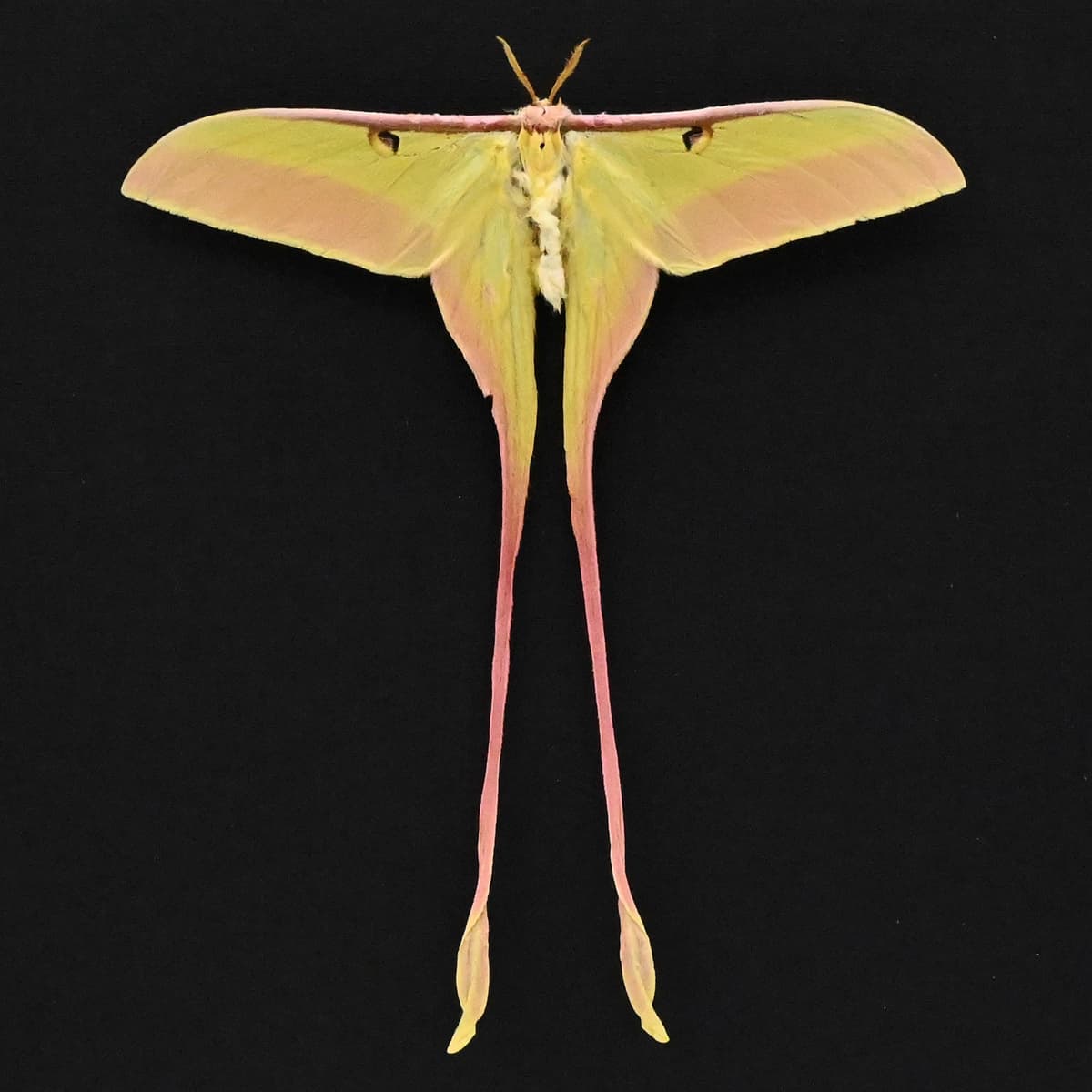 Rare pink Chinese Moon Moth framed - Actias dubernardi - Victorian mount