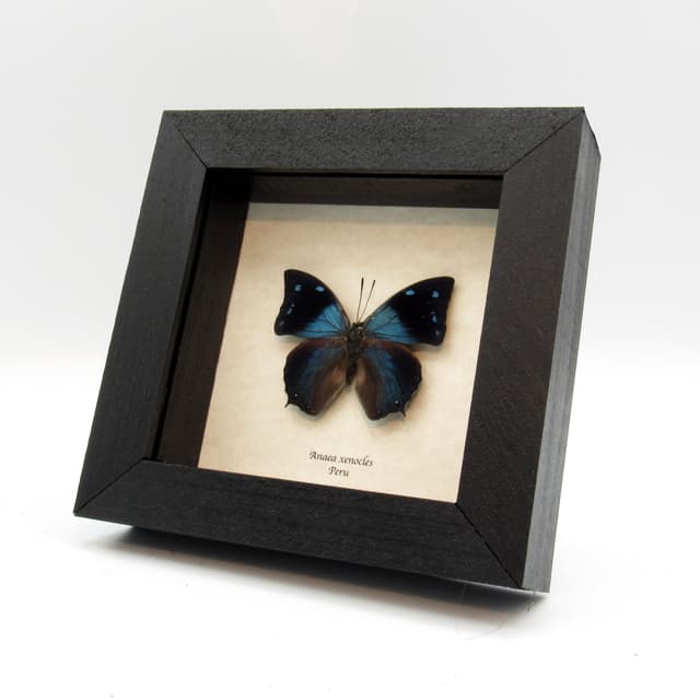 Real blue butterfly framed taxidermy - Anaea xenocles