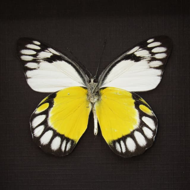 Real yellow Delias butterfly framed taxidermy - Delias themis soteira