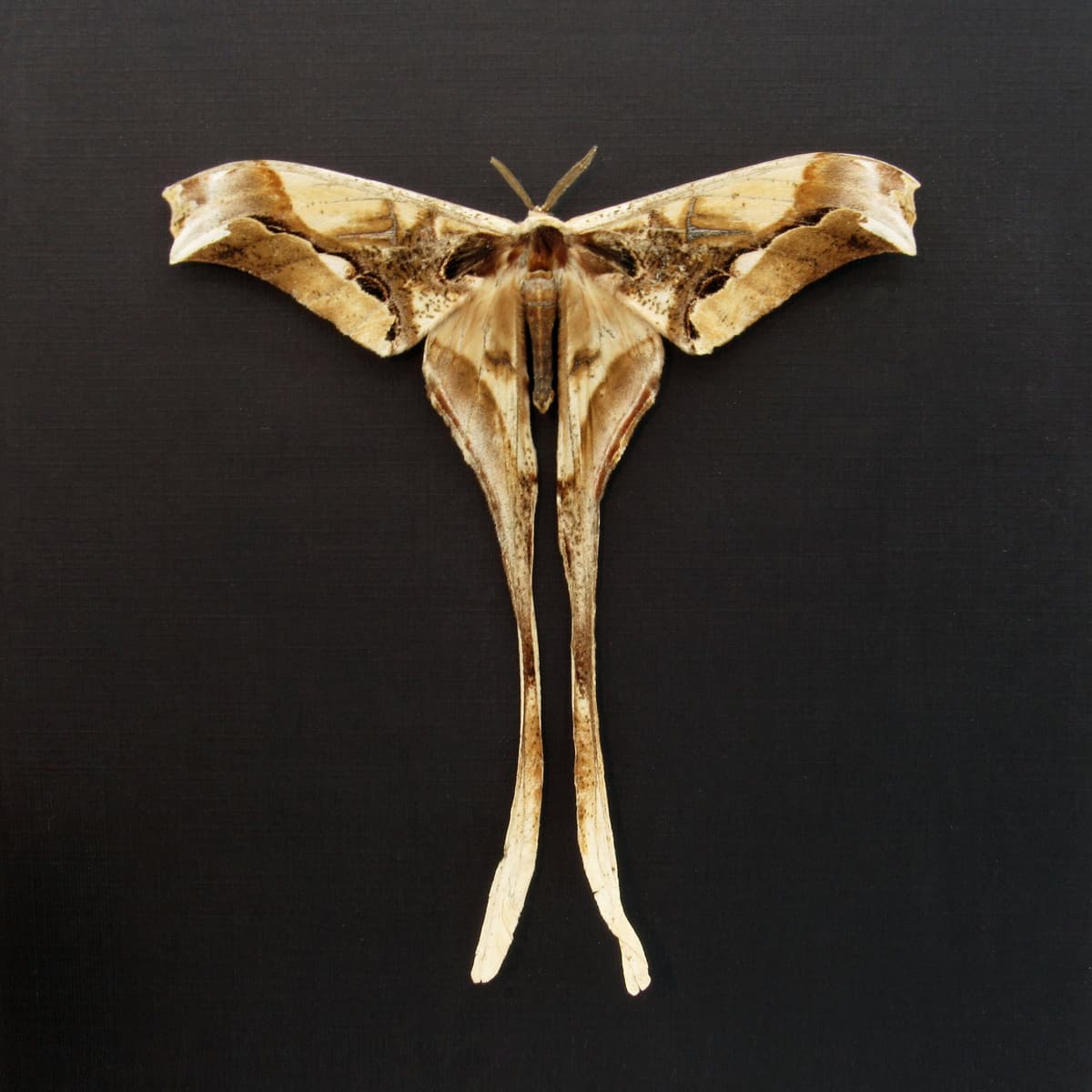 Rare Giant Saturn moth framed taxidermy - Copiopteryx derceto - Victorian mount - minor damage