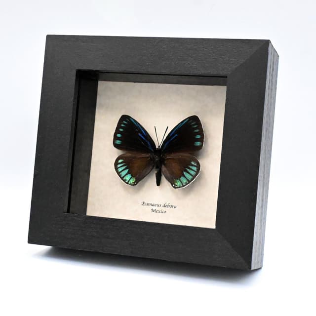Real blue butterfly framed taxidermy - Eumaeus debora