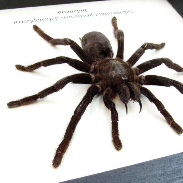 Real Java Yellow Kneed Tarantula spider framed taxidermy - Selenocosmia javanensis dolichoplectra - XL