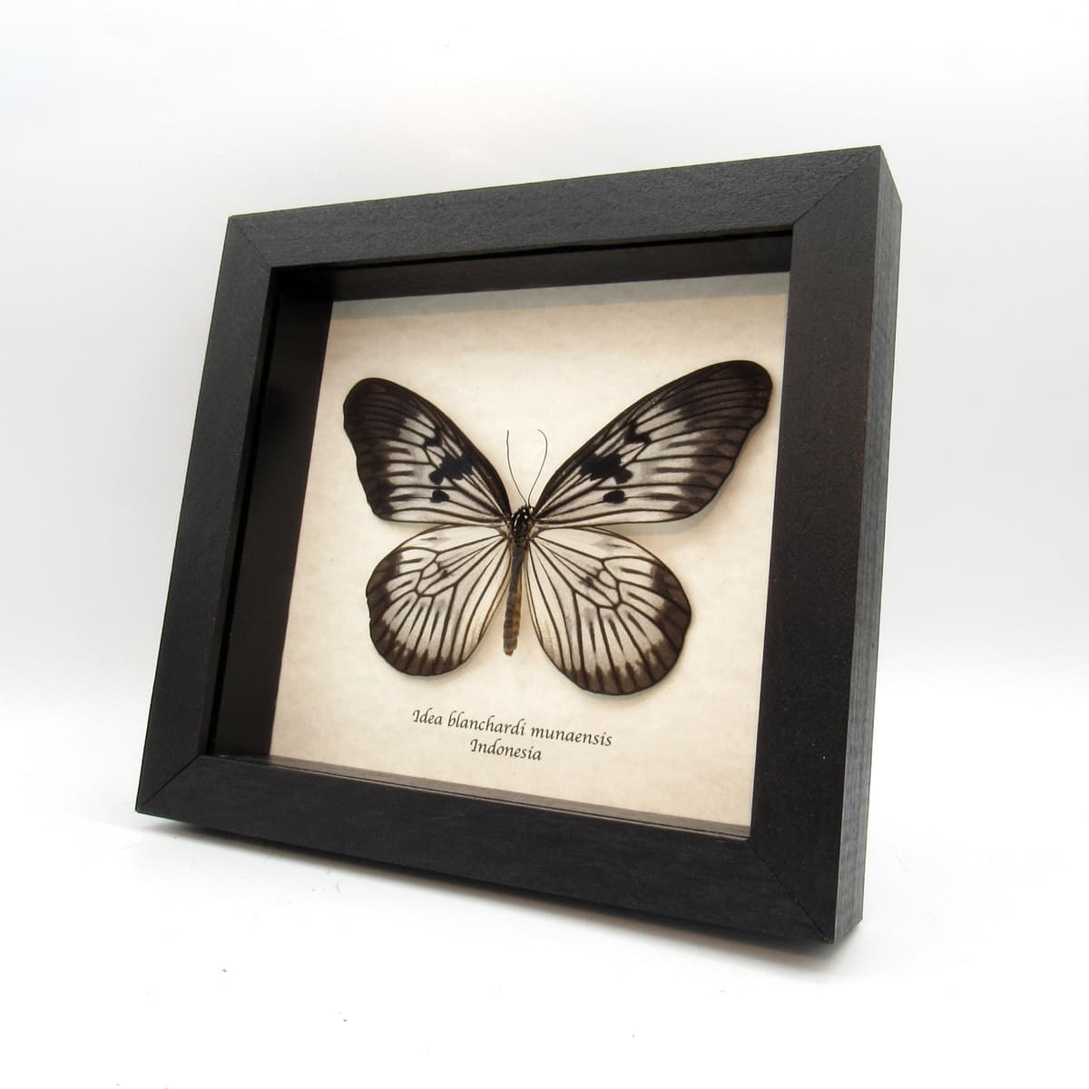 Real large Rice Wing butterfly framed taxidermy - Idea blanchardi munaensis