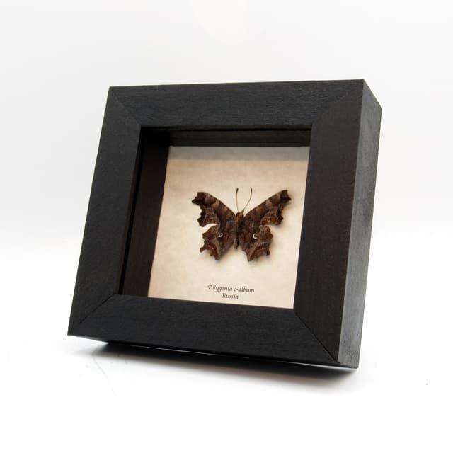 Real Comma Butterfly framed taxidermy - Polygonia c-album