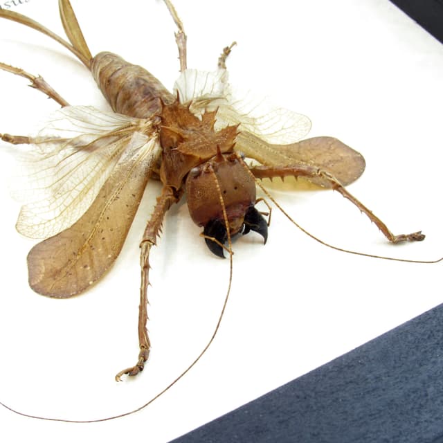 Giant Dragon Headed Katydid framed taxidermy - Lesina ensifera - large female