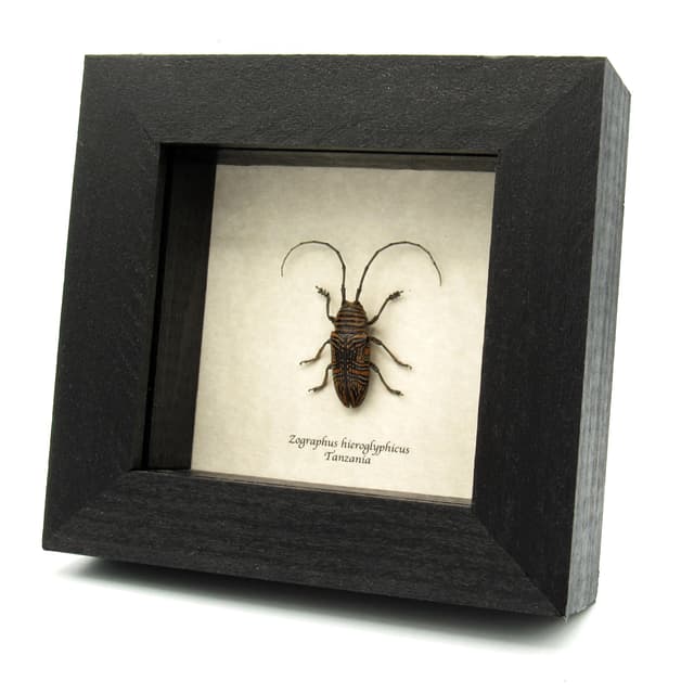 Real Hieroglyphic Longhorn beetle framed taxidermy - Zographus hieroglyphicus - female