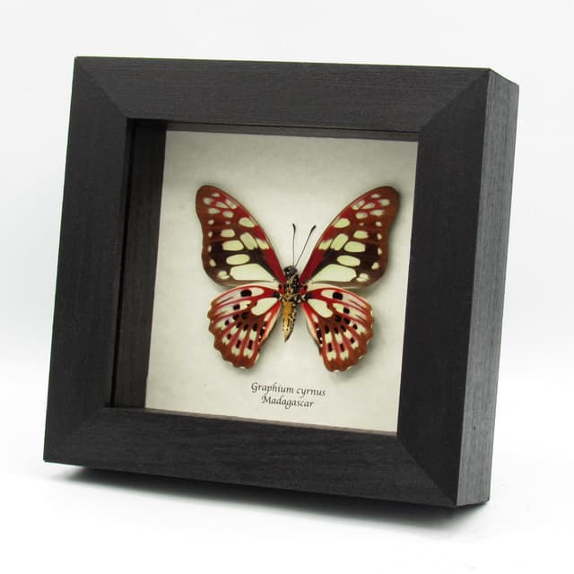Real red butterfly framed taxidermy - Graphium cyrnus