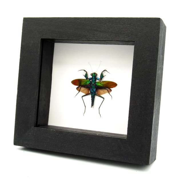 Rare metallic mantis framed taxidermy - Metallyticus splendidus