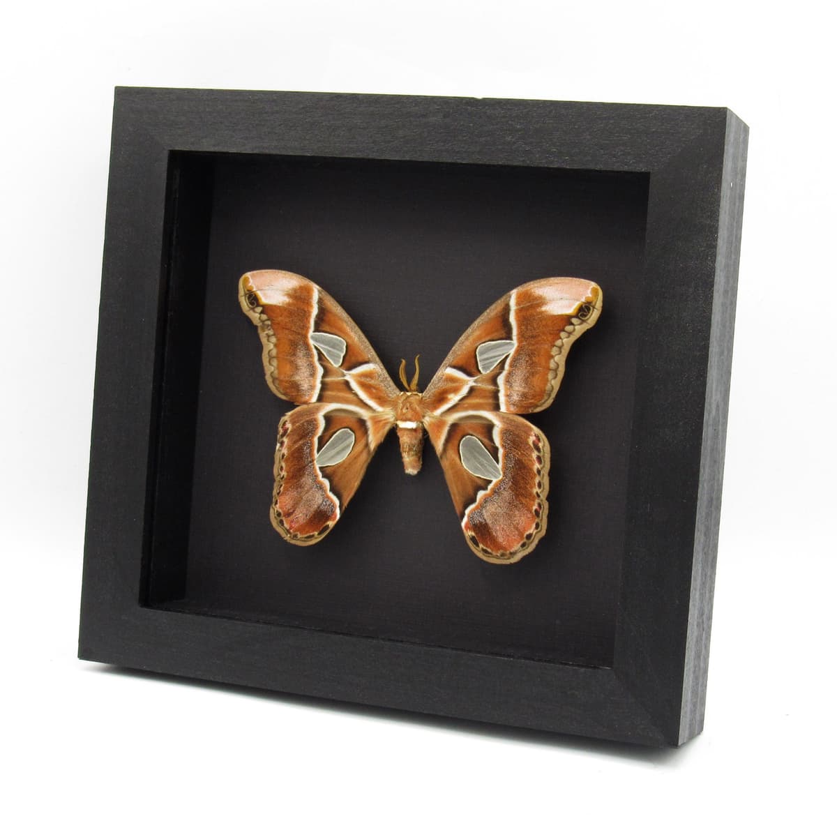 Real Saturn moth framed taxidermy - Rothschildia lebeau forbesi - large female