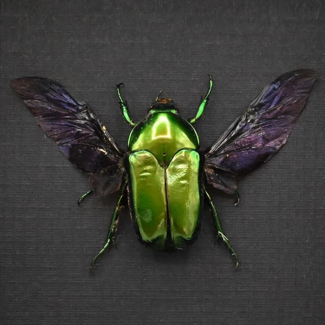 Real metallic green beetle framed taxidermy - Ischiopsopha ceramensis