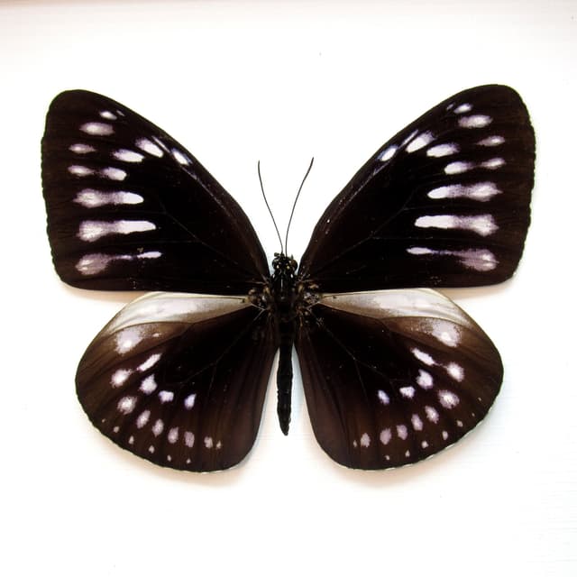 Real King Crow butterfly framed taxidermy - Euploea westwoodi bangkaiensis