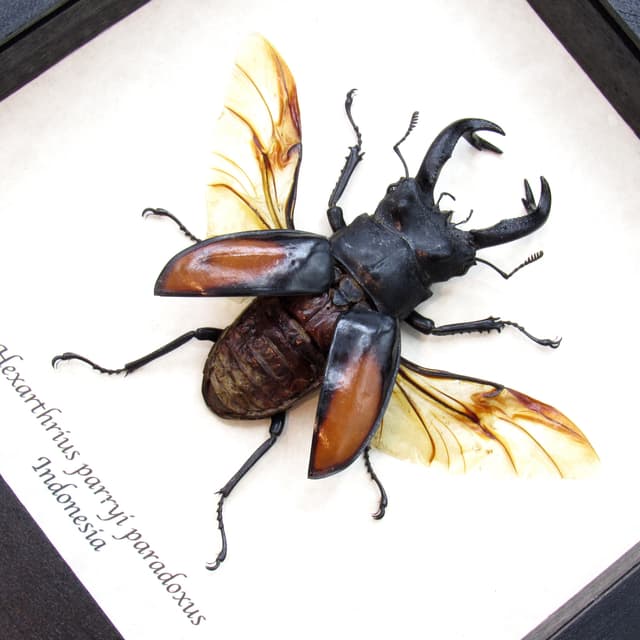 Real Giant Stag beetle framed taxidermy - Hexarthrius parryi paradoxus