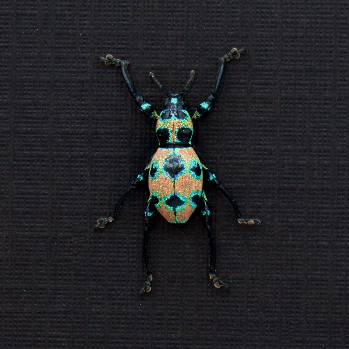 WEEVIL MANIA!  Rare pink Glitter Weevil beetle framed taxidermy - Pachyrhynchus orbifer