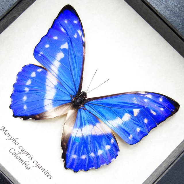 Rare Blue Morpho butterfly framed taxidermy - Morpho cypris cyanites