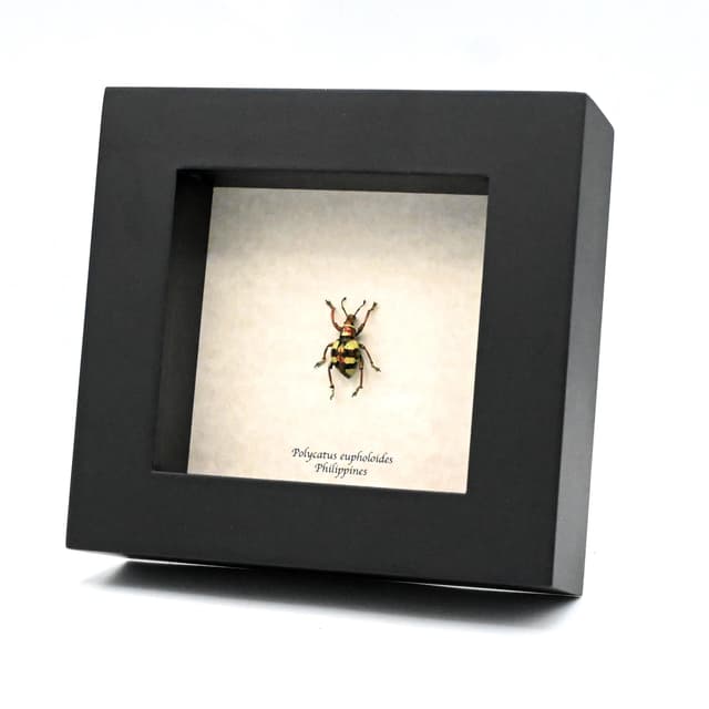 WEEVIL MANIA - Real metallic beetle framed taxidermy - Polycatus eupholoides - female
