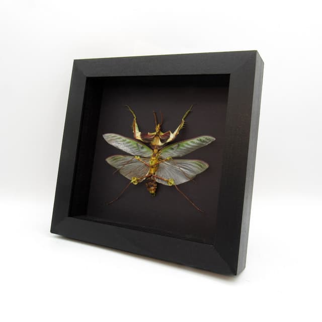 Real Giant Devils Praying Mantis framed taxidermy - Idolomantis diabolica - winged adult - male