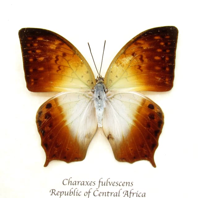 Real sunrise butterfly framed taxidermy - Charaxes fulvescens