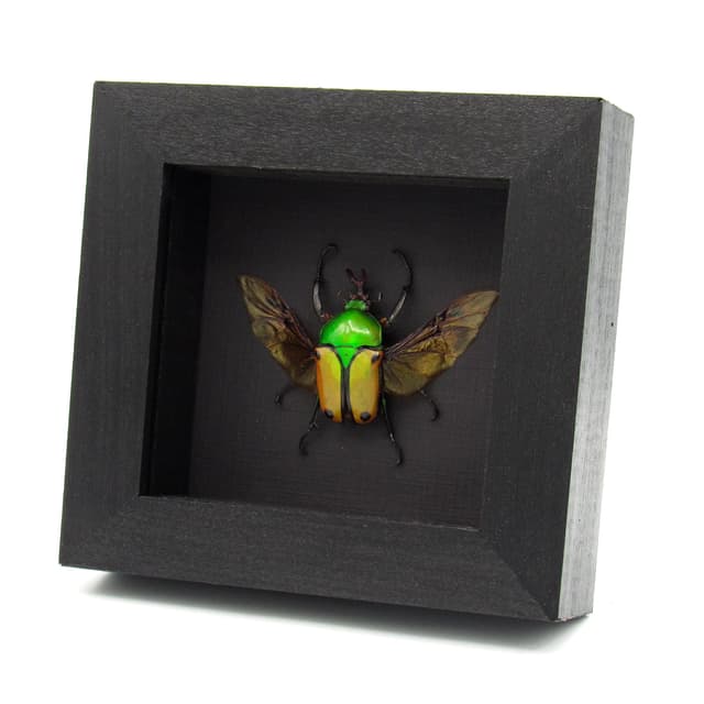 Real metallic Flower beetle framed taxidermy - Eudicella colmanti - 2