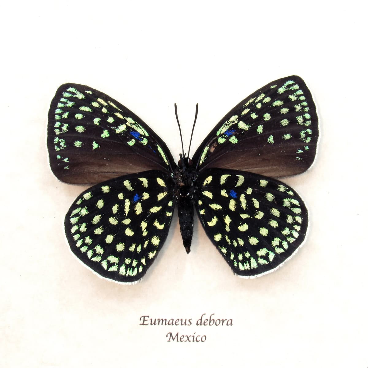 Real metallic green butterfly framed taxidermy - Eumaeus debora - large female