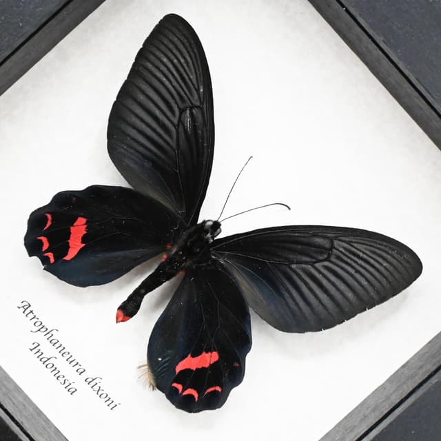 Rare Batwing butterfly framed taxidermy - Atrophaneura dixoni
