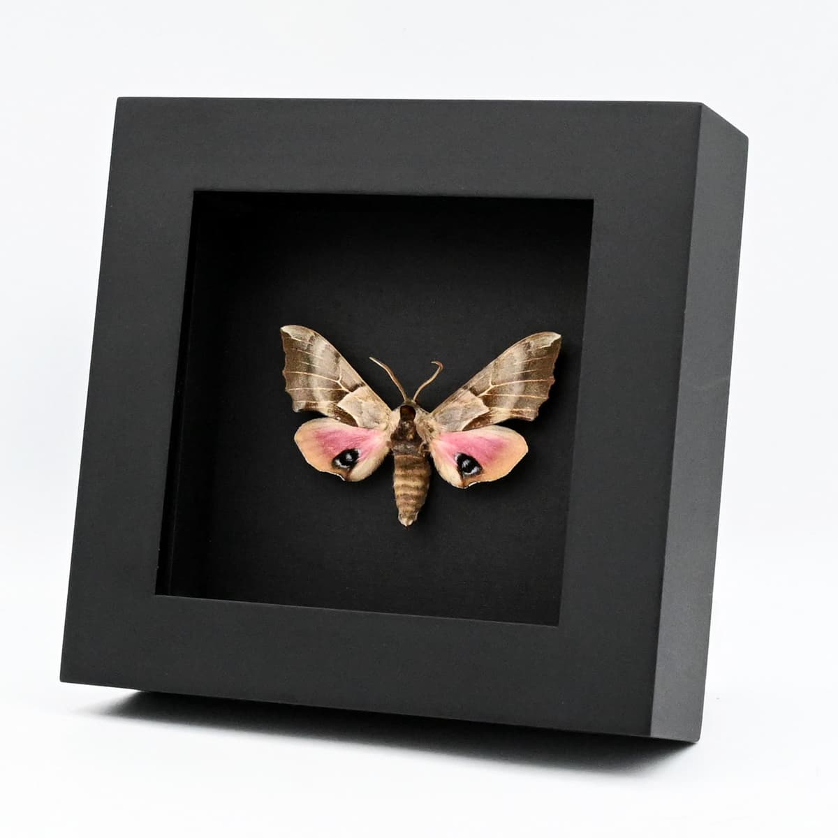 Real pink One Eyed Sphinx moth framed taxidermy - Smerinthus cerisyi - female