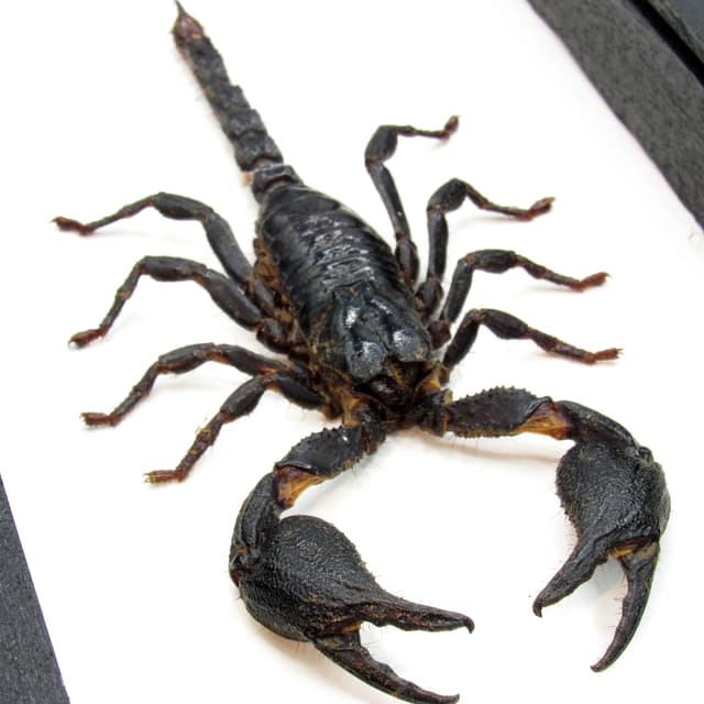 Real scorpion framed - Heterometrus cyaneus - large